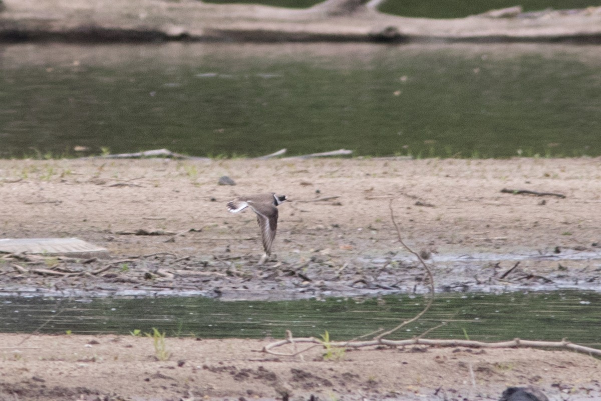 Semipalmated Plover - ML618724792
