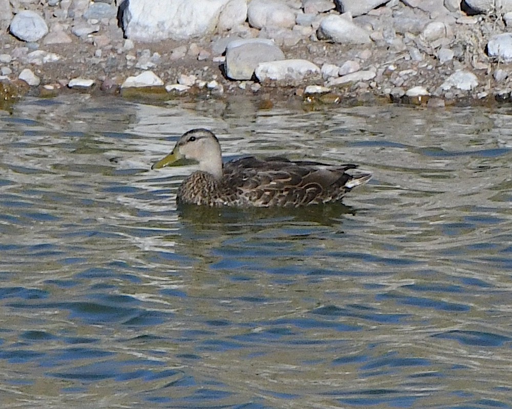 Mexican Duck - ML618724795