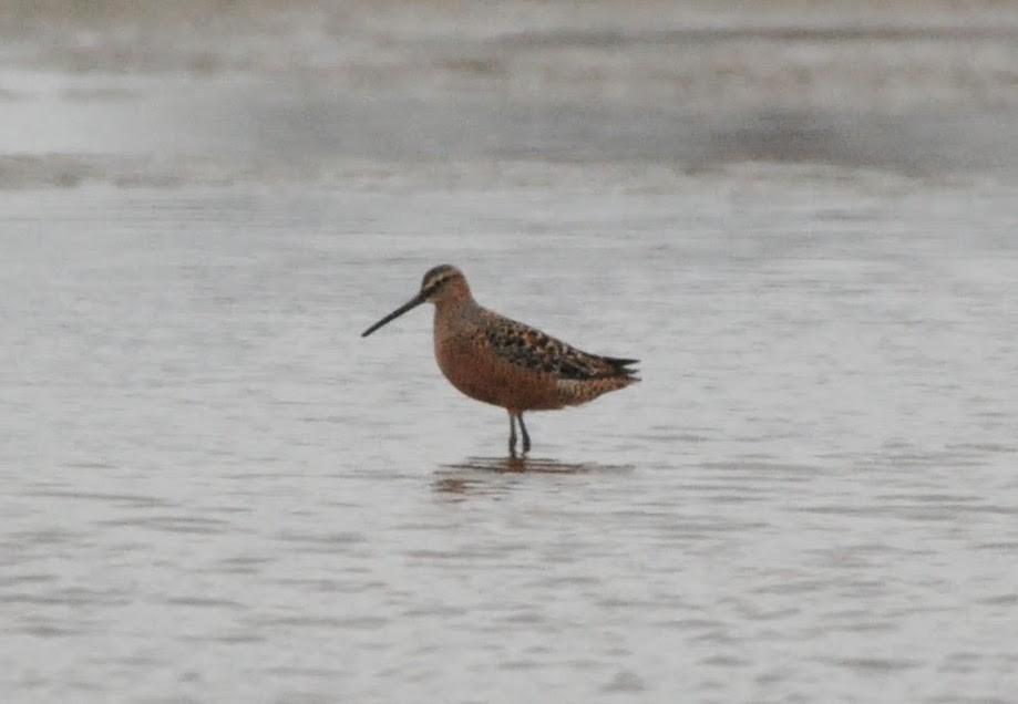 Long-billed Dowitcher - ML618724820