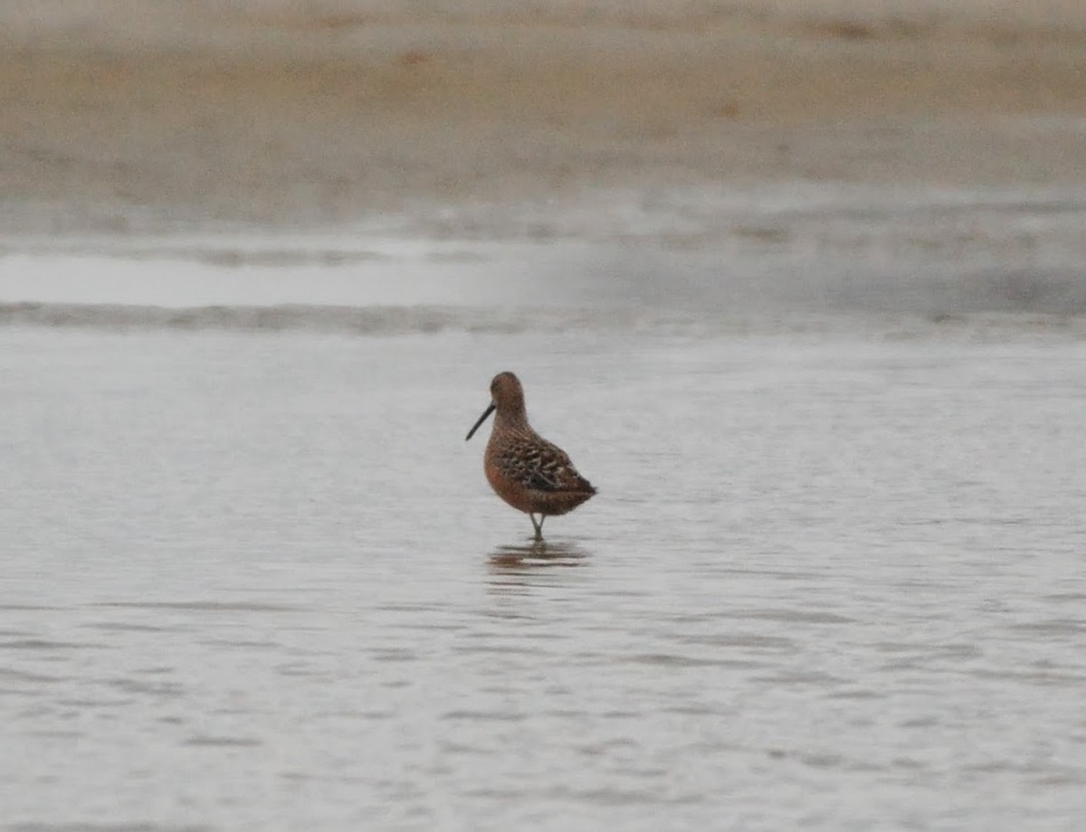 Long-billed Dowitcher - ML618724821