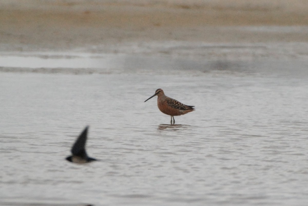 Long-billed Dowitcher - ML618724823