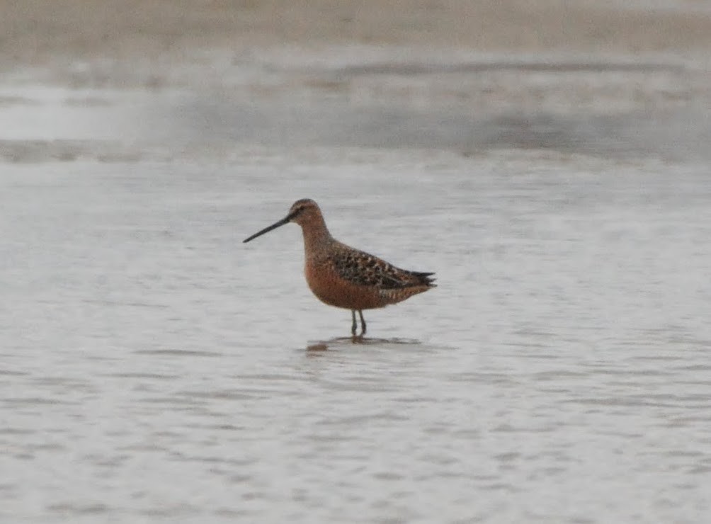 Long-billed Dowitcher - ML618724824