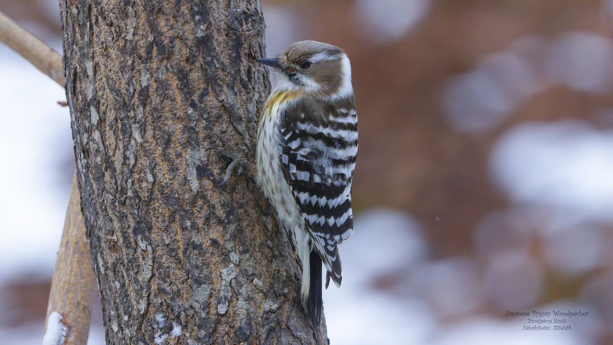Japanese Pygmy Woodpecker - ML618724851