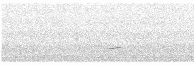 Дрізд-короткодзьоб Cвенсона - ML618724881