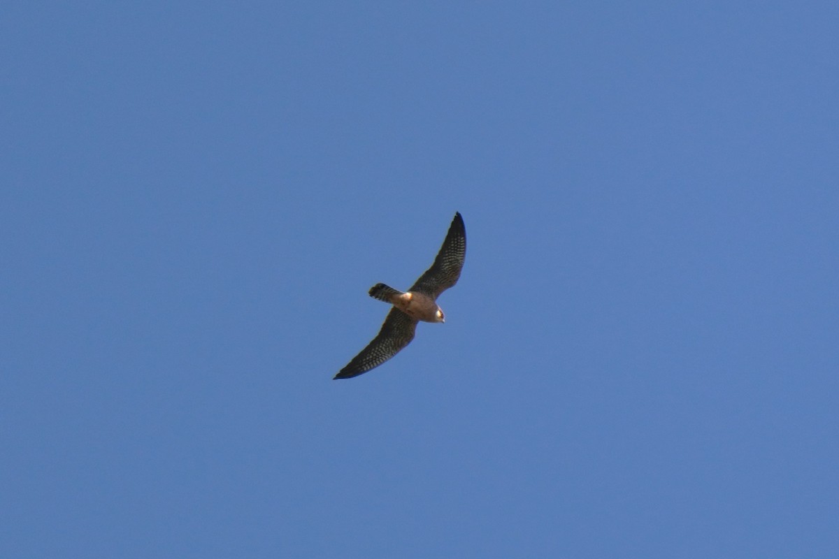Red-footed Falcon - ML618724897
