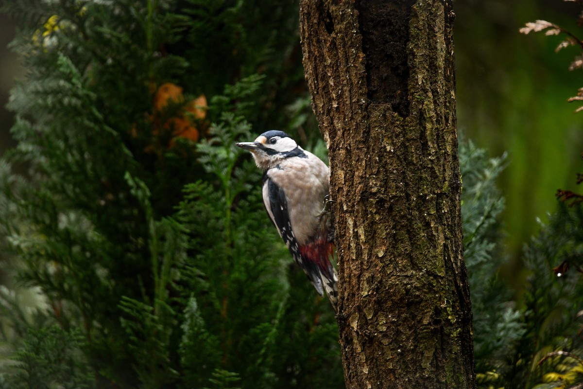 Great Spotted Woodpecker - ML618724905