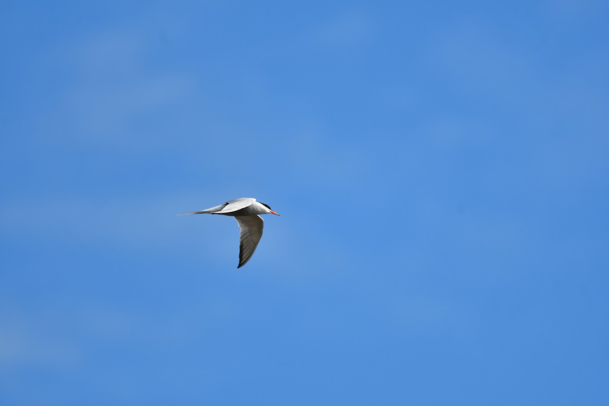Common Tern - ML618724933