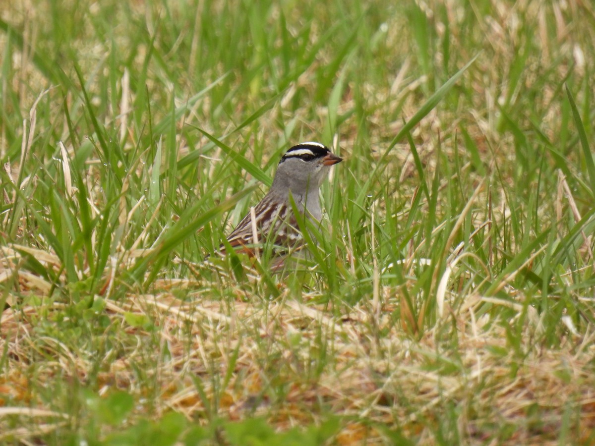 White-crowned Sparrow - ML618724953