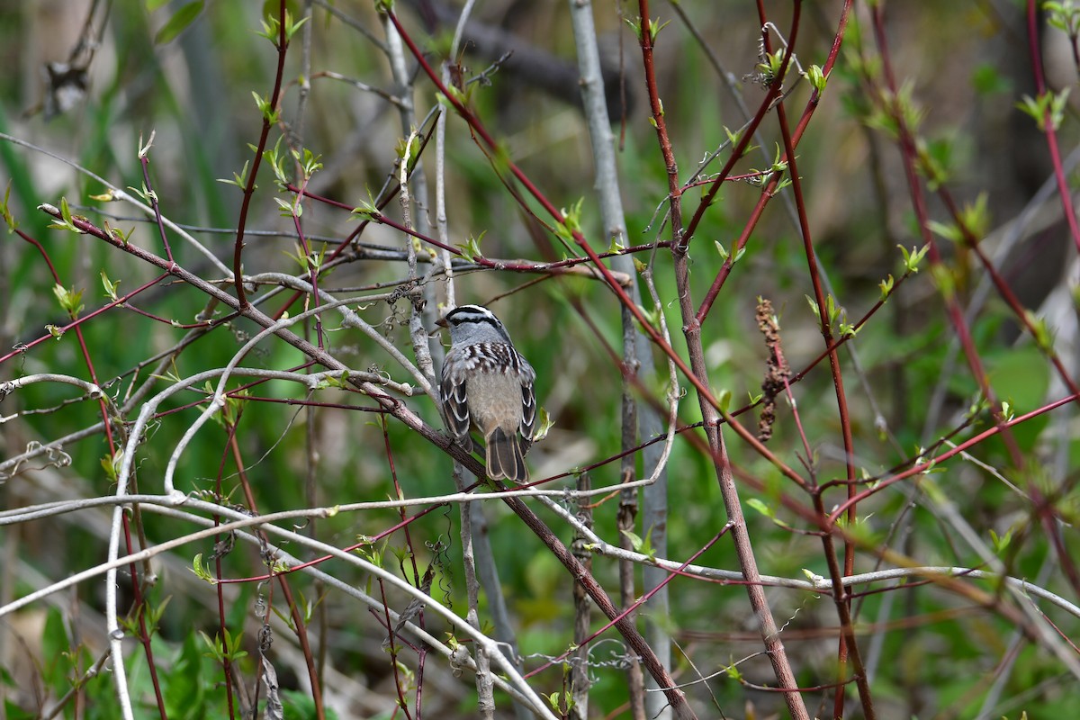 White-crowned Sparrow - ML618724995