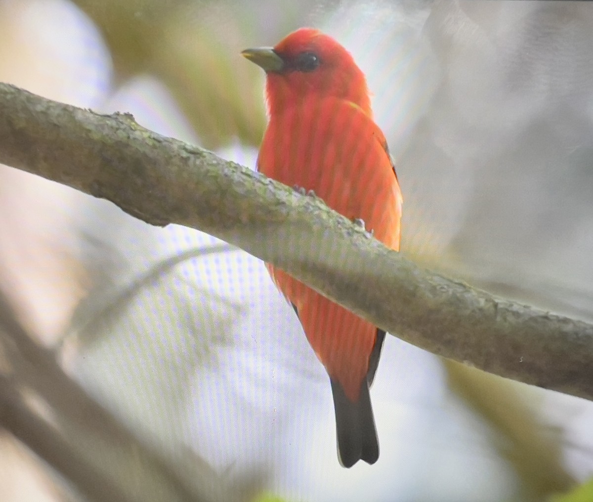 Scarlet Tanager - ML618725005