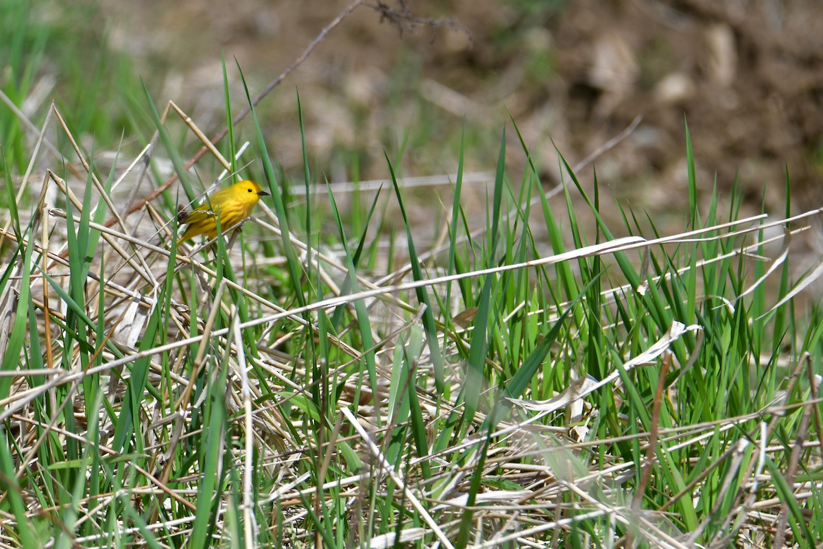 Yellow Warbler - ML618725006