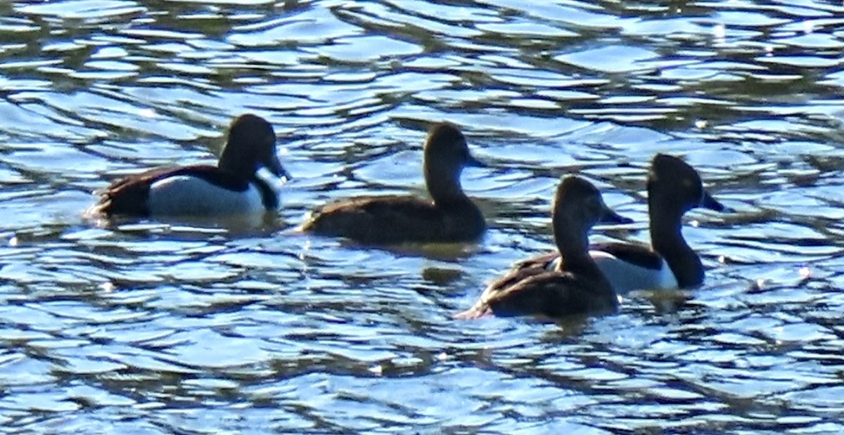 Ring-necked Duck - ML618725011