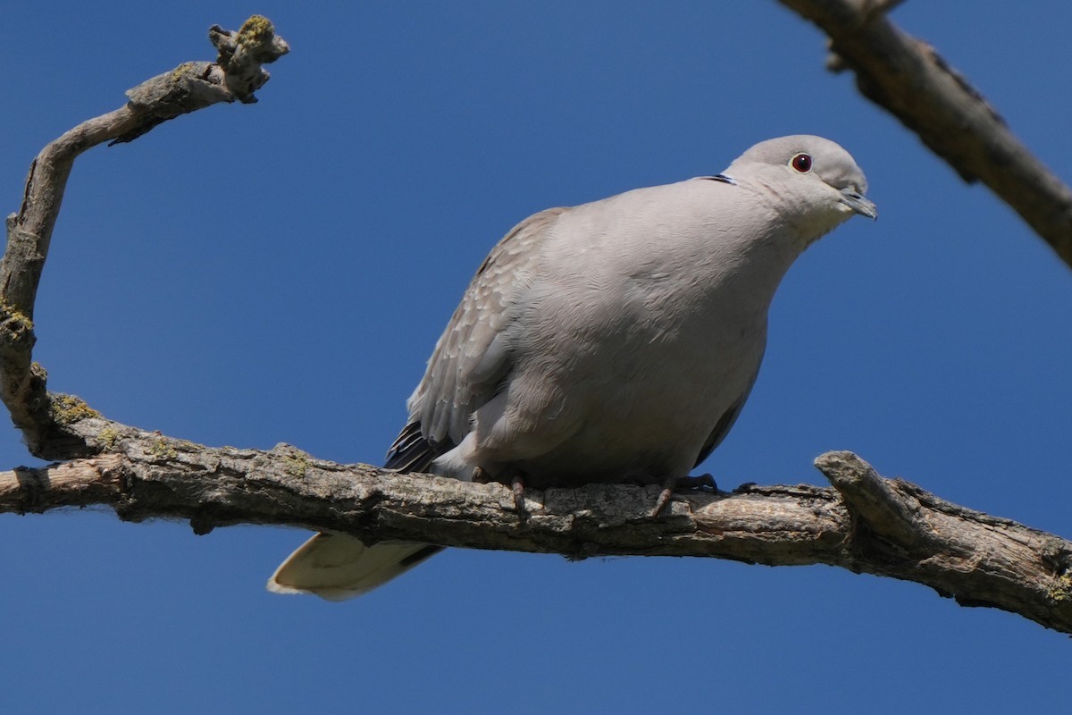Eurasian Collared-Dove - ML618725057
