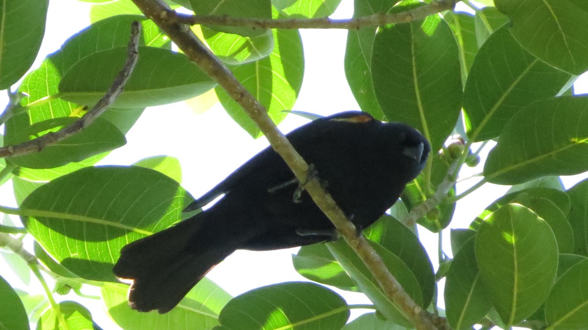 Tawny-shouldered Blackbird - ML618725060