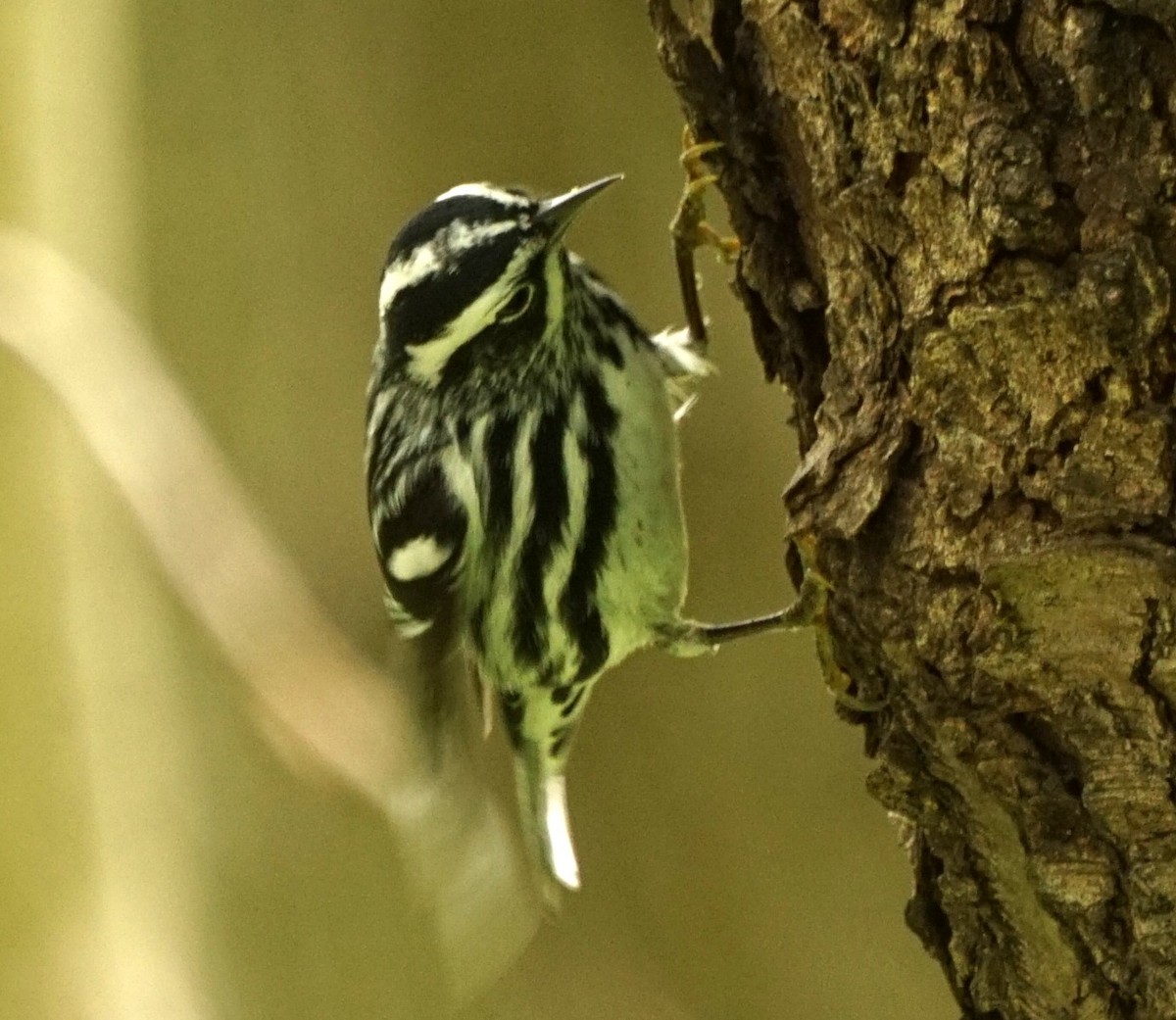 Black-and-white Warbler - ML618725074