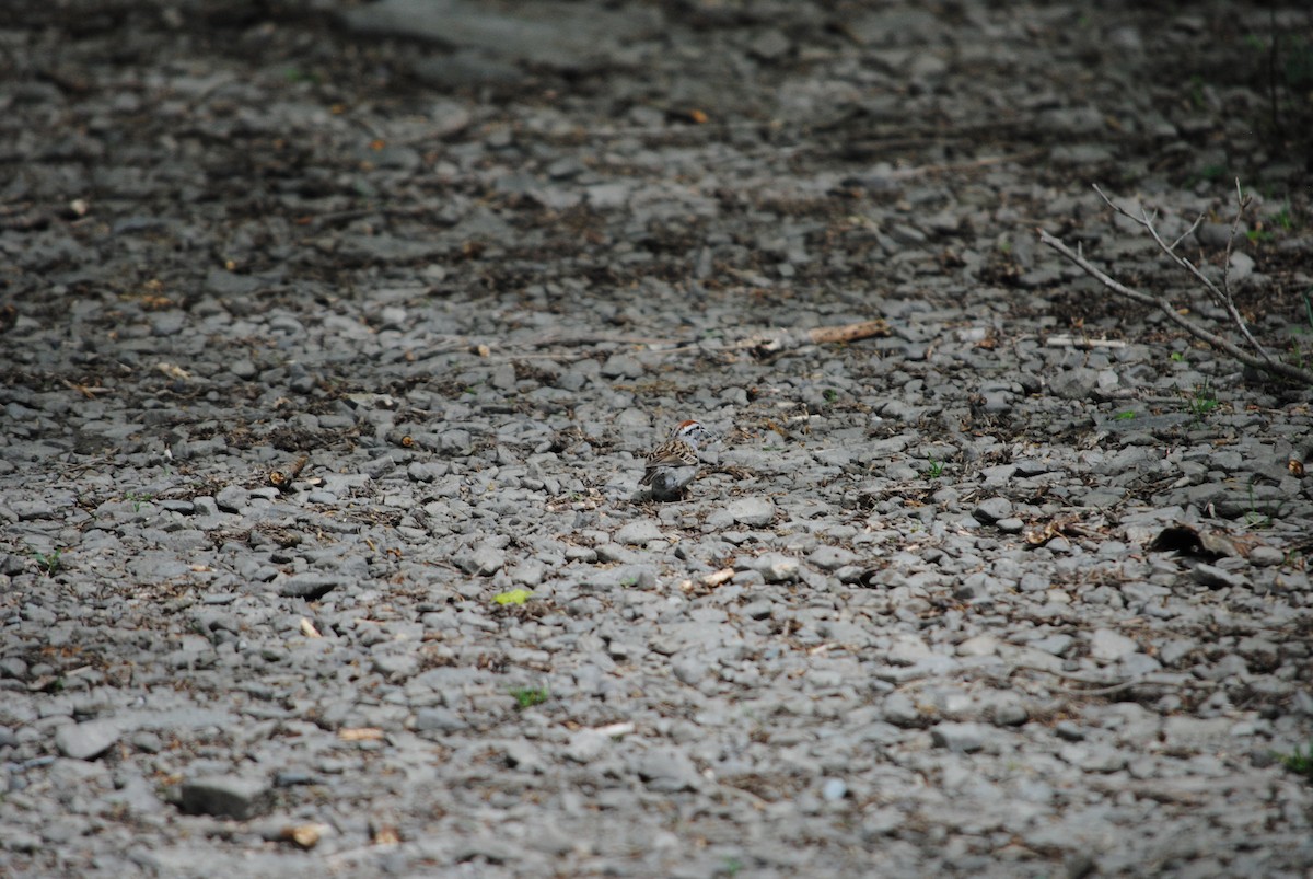 Chipping Sparrow - ML618725084