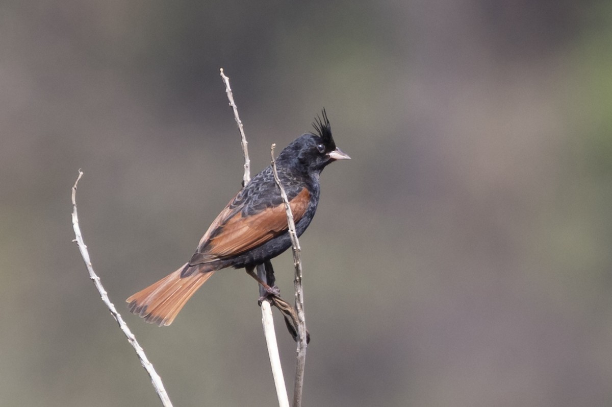 Crested Bunting - ML618725162