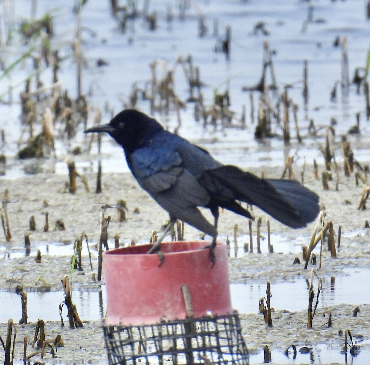 Boat-tailed Grackle - ML618725176