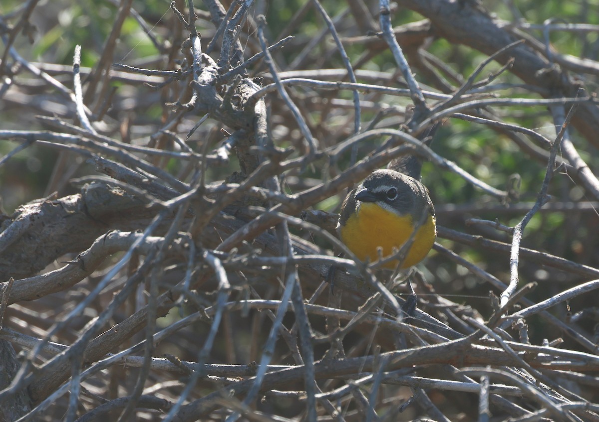 Yellow-breasted Chat - ML618725185