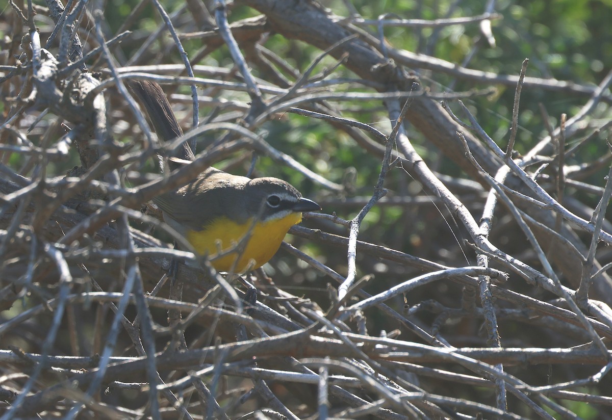 Yellow-breasted Chat - Bill Hubick