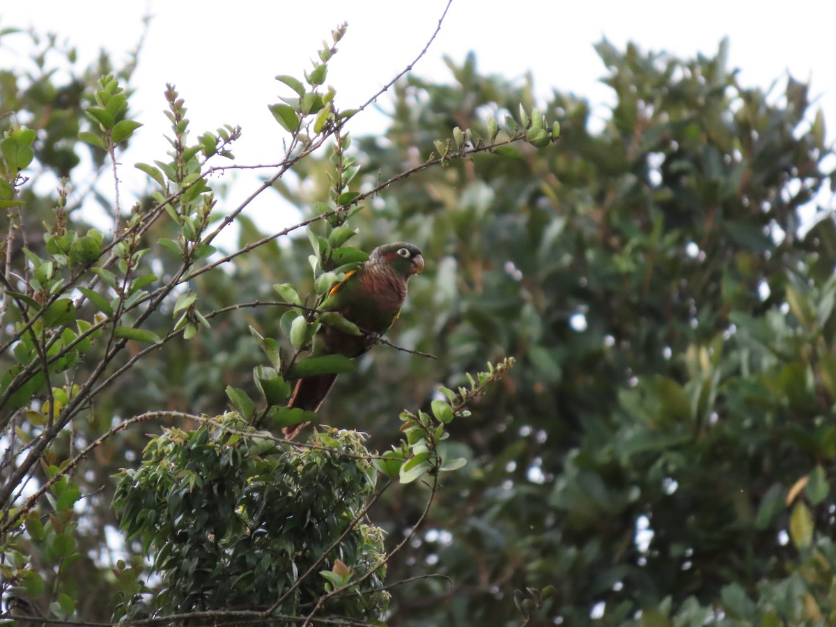 Brown-breasted Parakeet - ML618725194