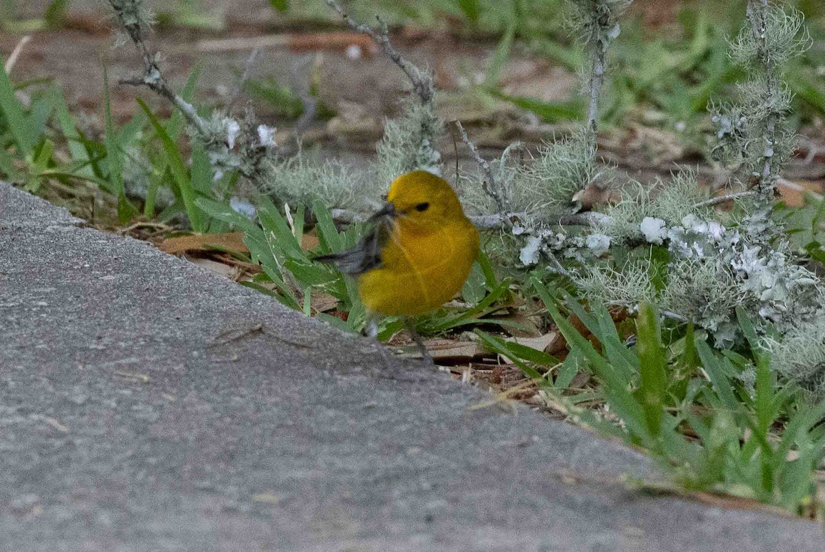 Prothonotary Warbler - ML618725226