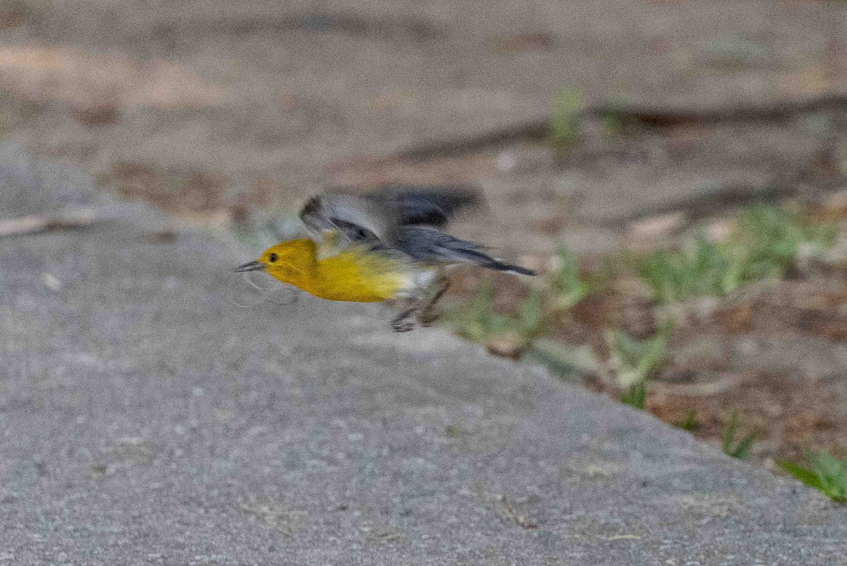 Prothonotary Warbler - ML618725227