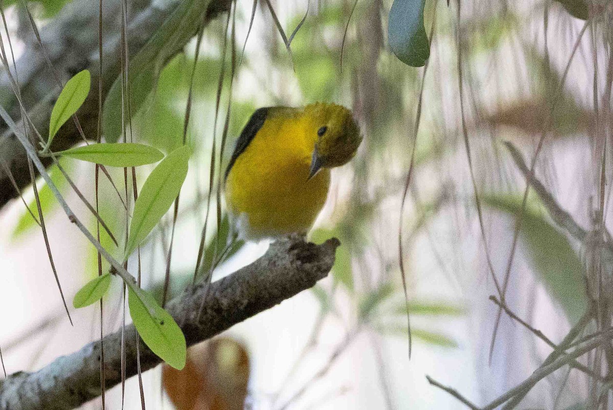 Prothonotary Warbler - ML618725259