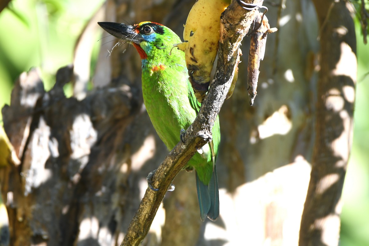 Red-throated Barbet - ML618725289