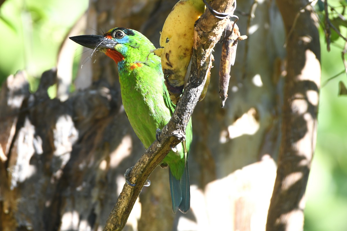 Red-throated Barbet - ML618725290