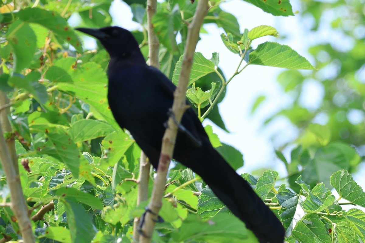 Boat-tailed Grackle - ML618725297