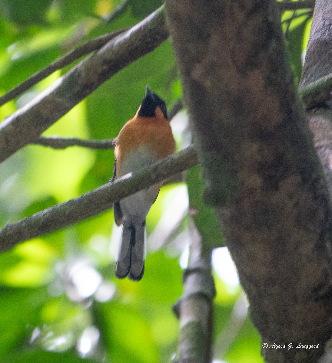 Spectacled Monarch - ML618725305