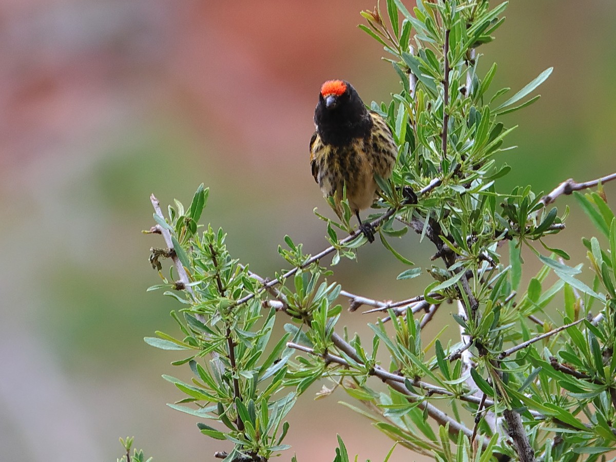 Fire-fronted Serin - ML618725307