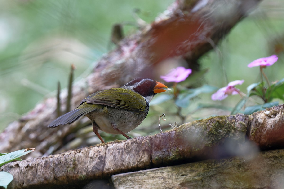 Orange-billed Sparrow - ML618725309