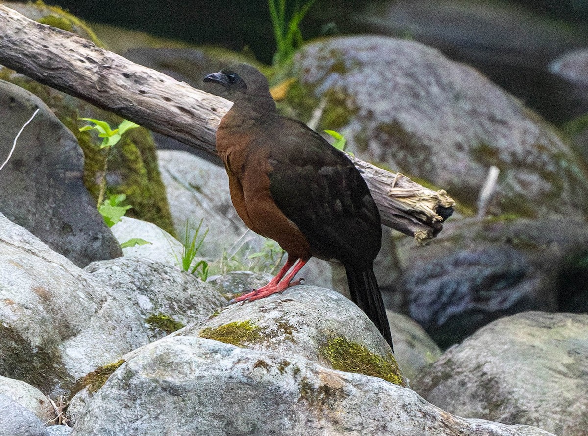 Sickle-winged Guan - ML618725378