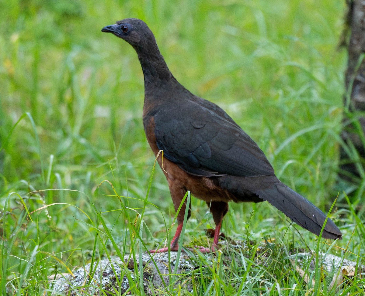 Sickle-winged Guan - ML618725379