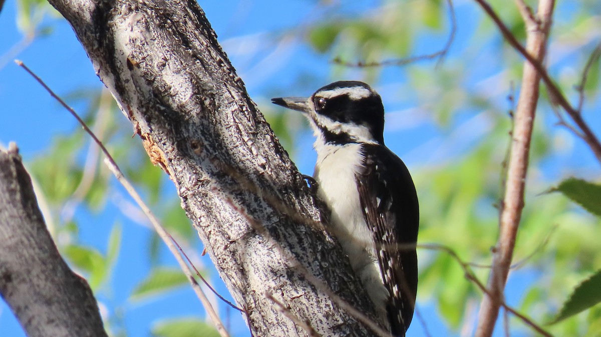 Hairy Woodpecker (Rocky Mts.) - ML618725392