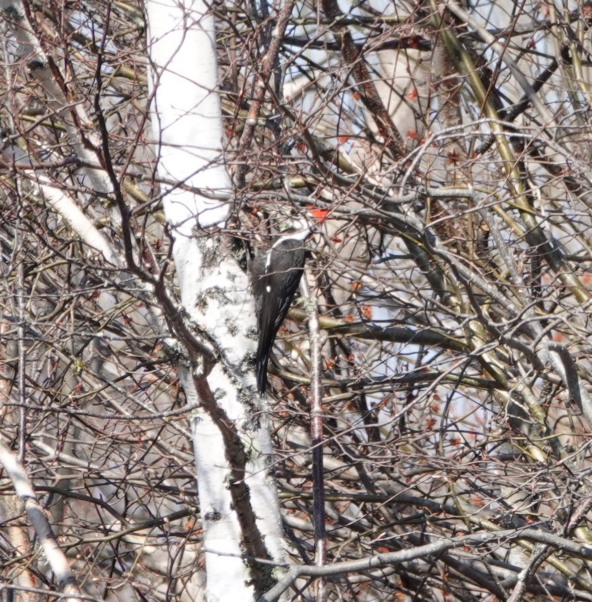 Pileated Woodpecker - ML618725396