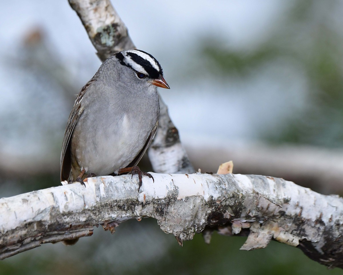 White-crowned Sparrow - ML618725399
