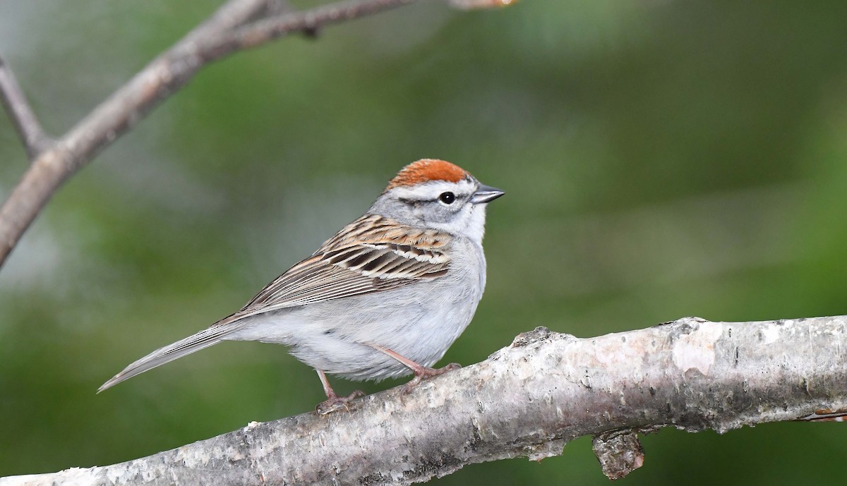 Chipping Sparrow - ML618725406