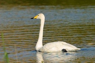 Whooper Swan, ML61872541