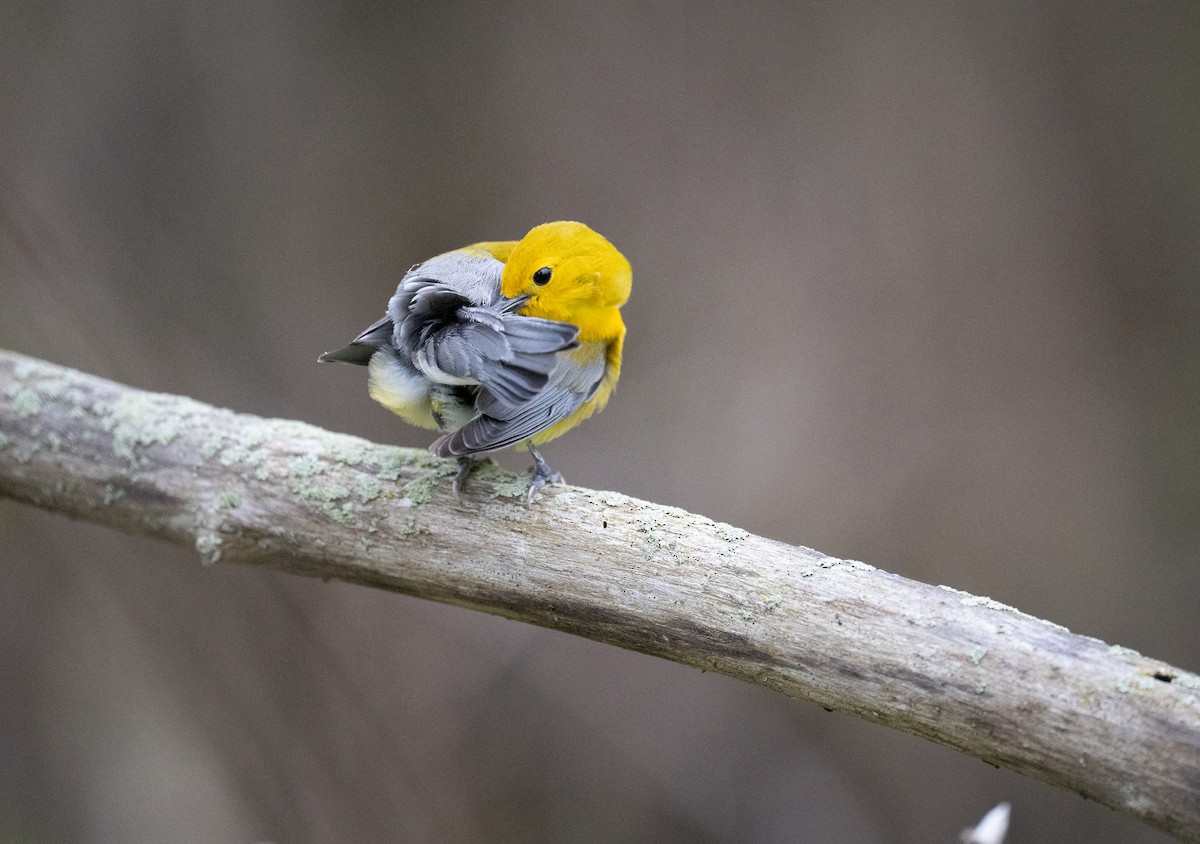 Prothonotary Warbler - ML618725412