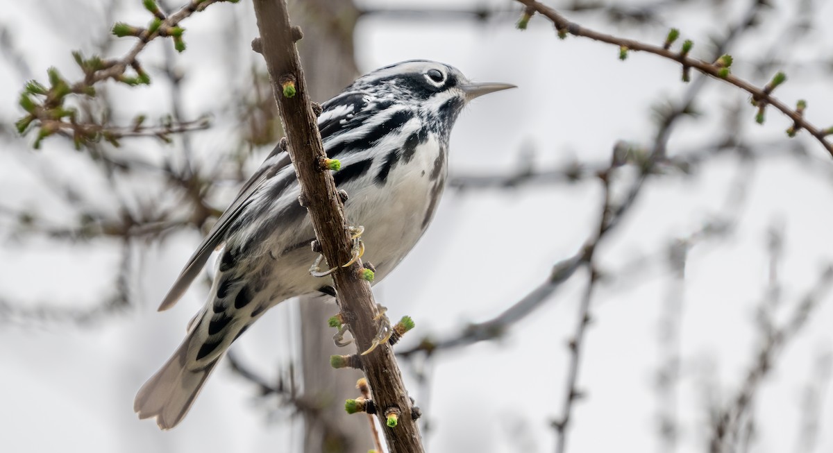 Black-and-white Warbler - ML618725418