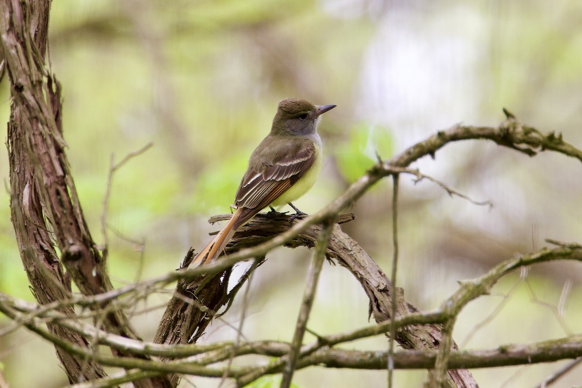 Great Crested Flycatcher - ML618725435