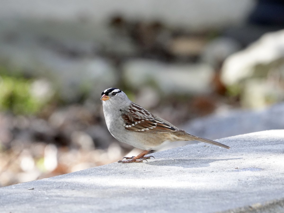 White-crowned Sparrow - ML618725446