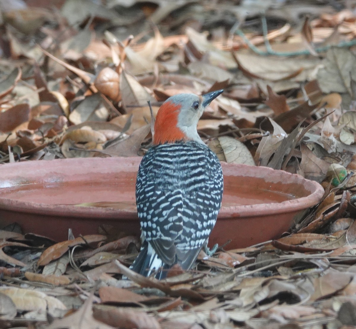 Red-bellied Woodpecker - ML618725450