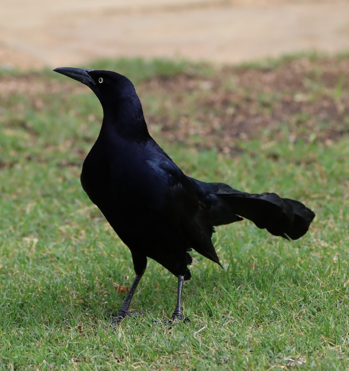 Great-tailed Grackle - ML618725479