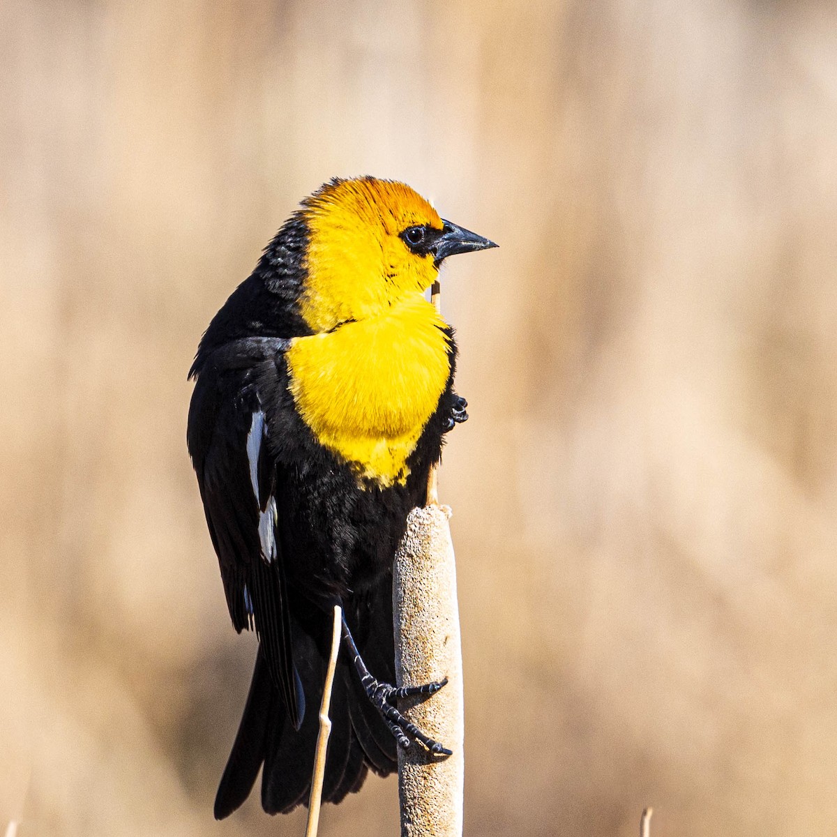 Yellow-headed Blackbird - ML618725492
