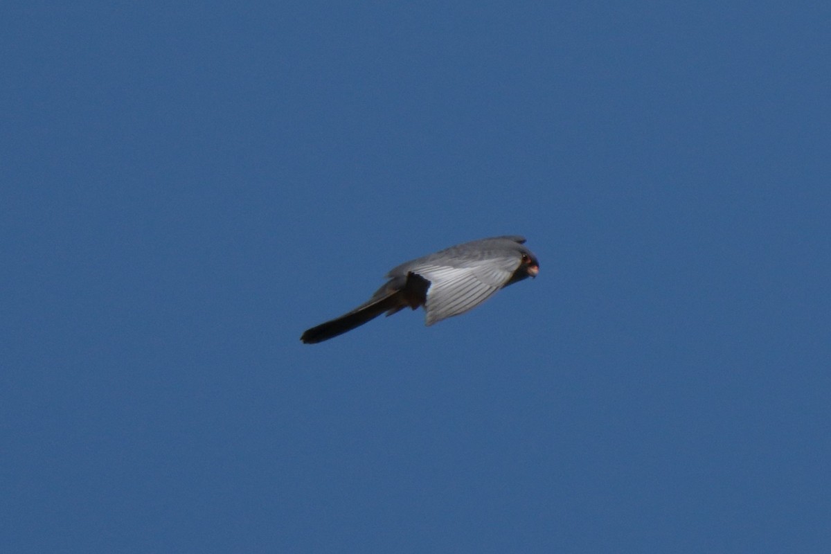 Red-footed Falcon - ML618725512