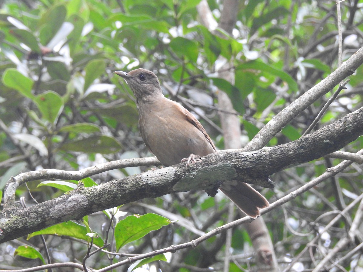 Pale-breasted Thrush - ML618725532